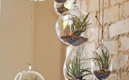 Air Plant Terrariums Tiny Exquisite Gardens For Your Home