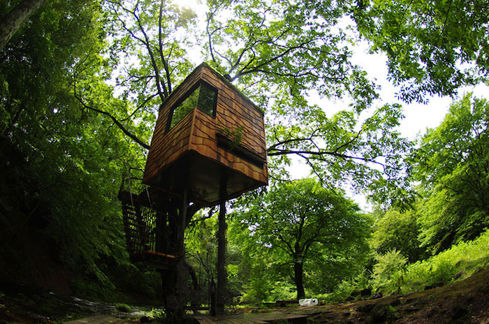 cool tree houses, cube-shaped structure built on a tree, above the ground, accessible through a small staircase, thick green forest