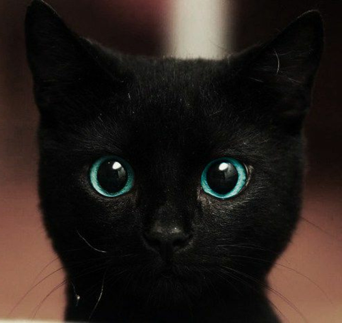 baby eye color, black kitten with unusual, green-blue turquoise eyes, looking surprised 