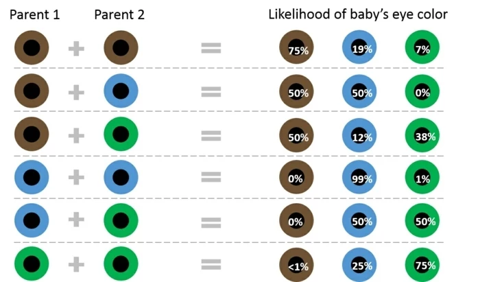 eye color chart, diagram showing differently colored eyes, explaining the likelihood of a baby's eye color in percentage, depending on its parents' eye colors