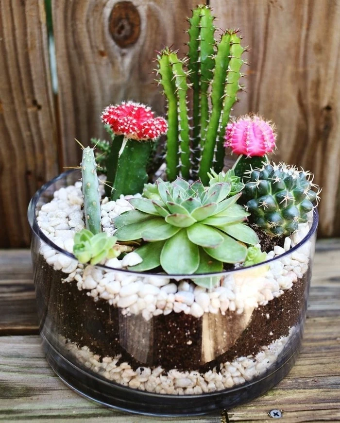 best friend birthday gifts, round glass dish, containing earth and white pebbles, with several different kinds of cacti and succulents planted inside