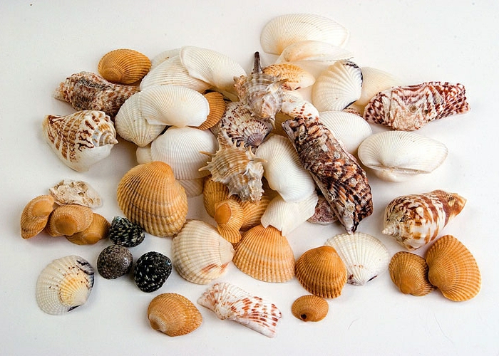 summer crafts for adults, many white and brown, orange and black seashells, in different shapes and sizes, on white background