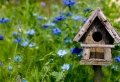 Create an Oasis of Tranquility in Your Garden