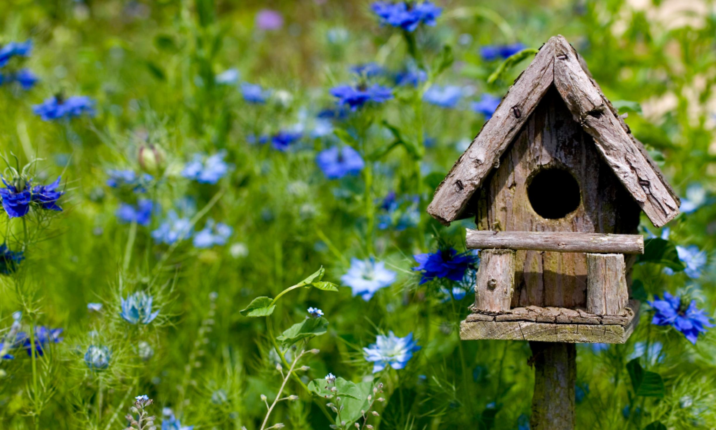 green field with many blue flowers, small wooden bird house, with round door