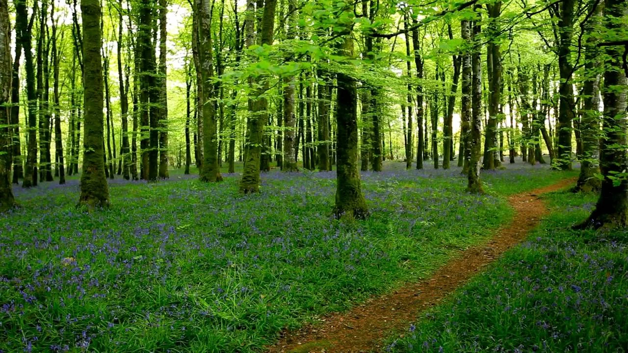 forest of trees with green leaves, grass and lots of blue flowers, a small dirt path