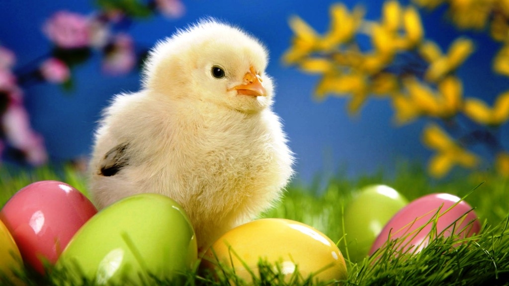 fluffy yellow chick, near glossy easter eggs in pink, green and yellow, easter egg ideas, green grass and blossoming plants