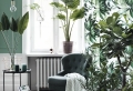 Revitalize Your Home with Lush Indoor Plants in Every Room