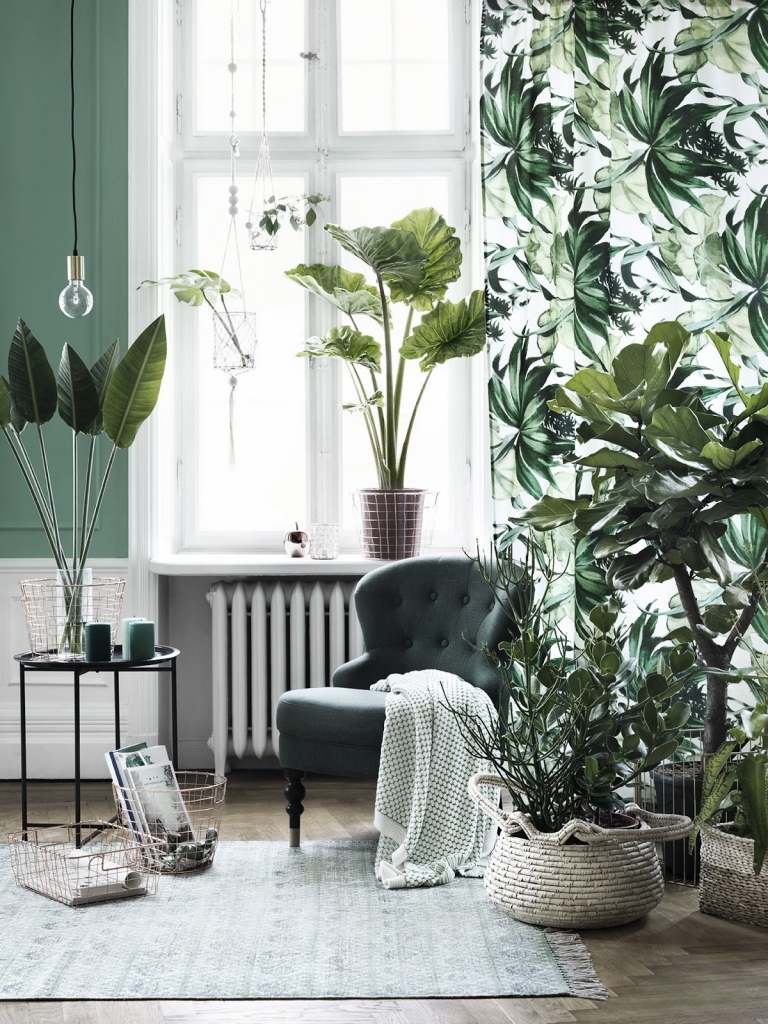 Revitalize Your Home with Lush Indoor Plants in Every Room Revitalize Your Home with Lush Indoor Plants in Every Room