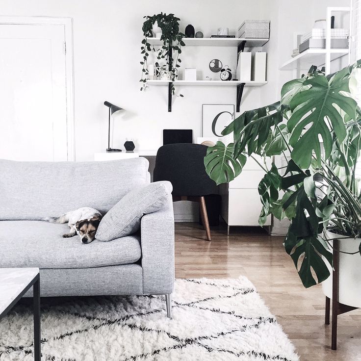 small sleeping dog, on pale grey modern couch, over fluffy white rug, with black pattern, pale laminate floor, several different potted plants, white desk with black chair