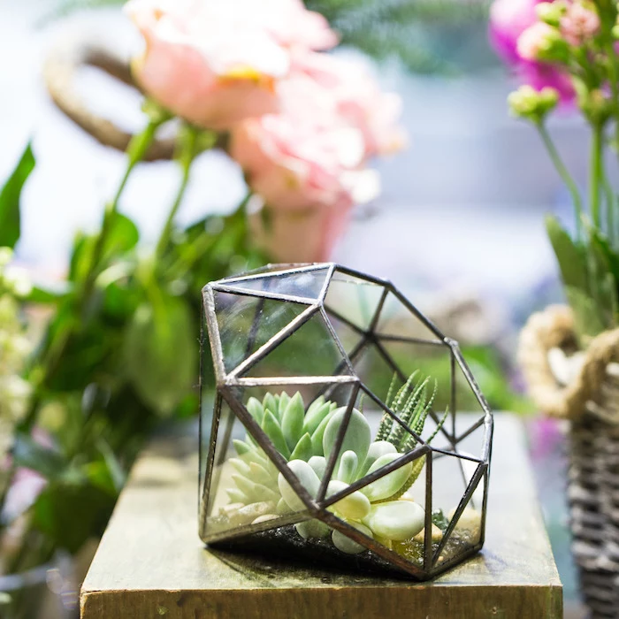 diamond-shaped glass terrarium, with black details, containing three different succulents, in various shades of green