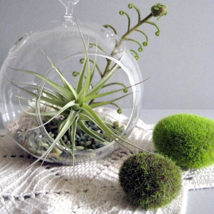 moss-covered oval stones, near tillandsia glass terrarium, on cream-colored, crocheted table cloth