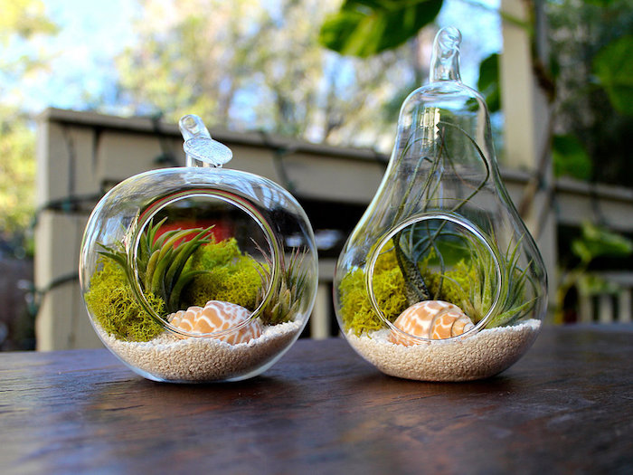 pear- and apple-shaped glass terrariums, filled with white rice, pale green moss, tillandsia care, air plants and seashells