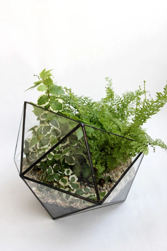 air ferns and other air plants, in green and white, inside a gem-shaped planter, with pebbles and black details