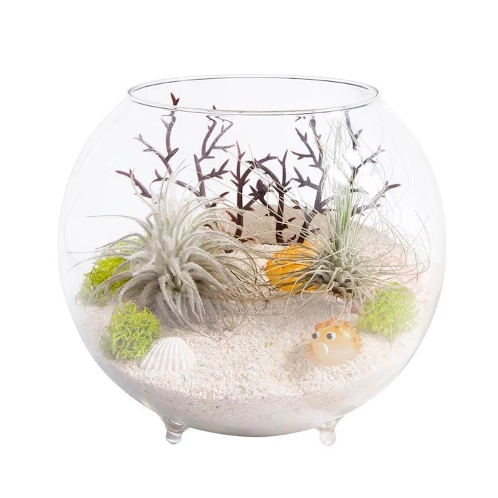 tiny tillandsia xerographica, in round glass bowl, with small legs, filled with fine sand, seashells and a fish decoration, light green seaweed