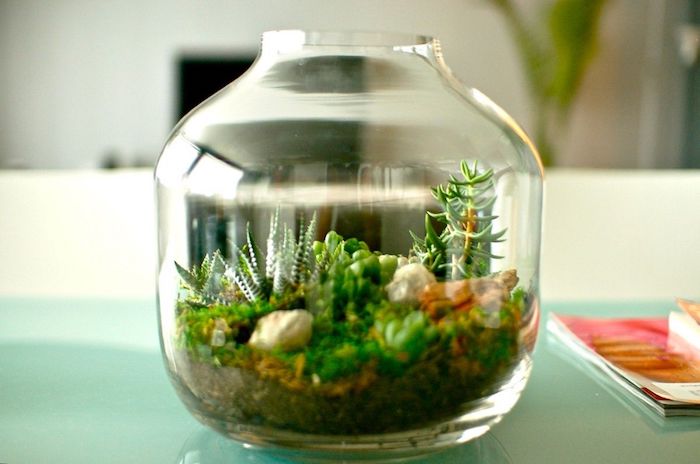 mini plant terrarium, inside a bottle-shaped glass container, with dirt and pebbles, succulents and various air plants