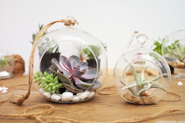 succulents and tillandsia xerographica, inside a large and smaller, round glass terrarium, with white and brown pebbles