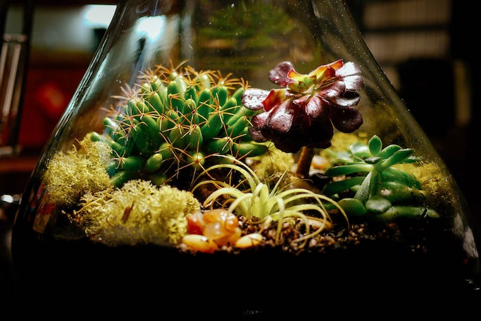 cacti and moss, with green and plum-colored air plants, inside a tear-shaped glass container, filled with dirt and pebbles