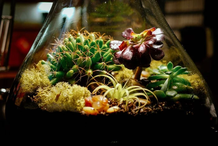 cacti and moss, with green and plum-colored air plants, inside a tear-shaped glass container, filled with dirt and pebbles