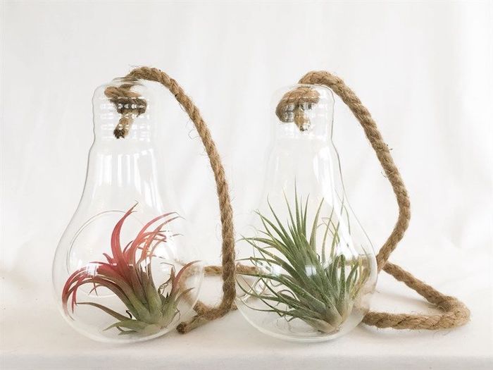 unique glass terrariums, shaped like two lightbulbs, tied with rope, containing two hanging air plants, green with pink details