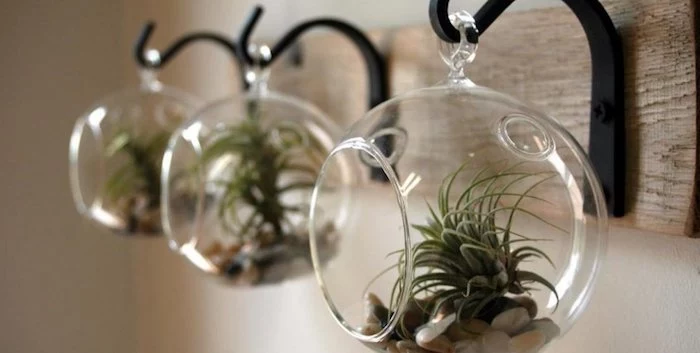 black metal hangers, on a wooden board, each decorated with a round, hanging terrarium made of glass, with pebbles and air plants