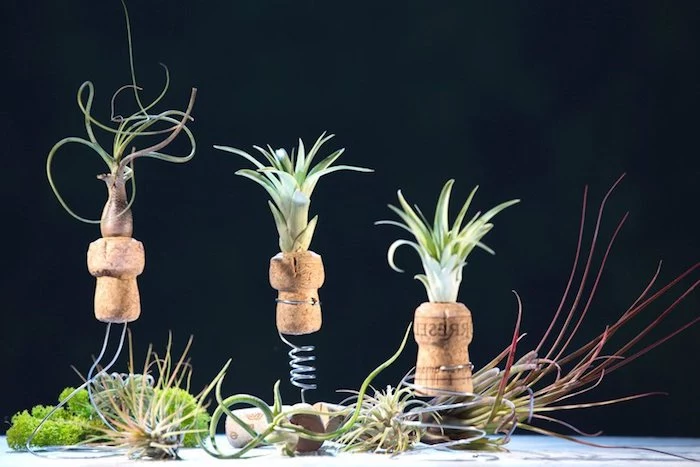 tillandsia care, wire springs and cork bottle stoppers, each with a small air plant on top, various tillandsias all around