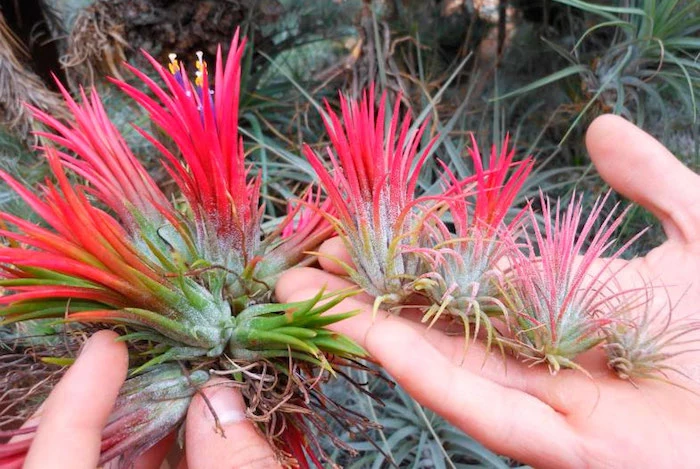 human hands holding several air plants, green with cyclamen pink, or hot pink tips, sharp narrow leaves
