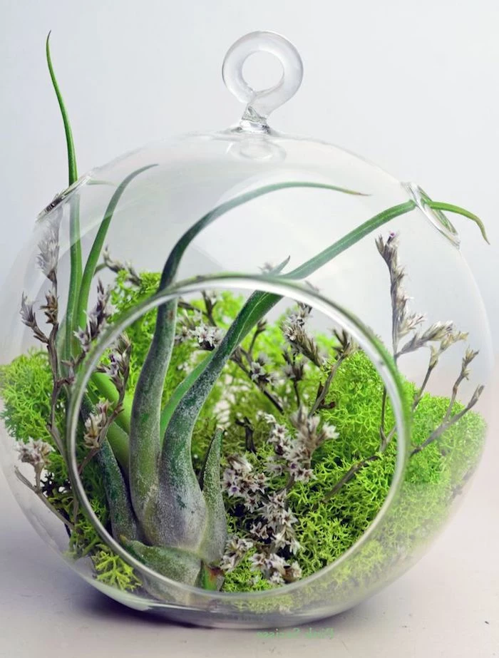 pinkish-white tiny blossoms, and bright light green moss, inside a round glass terrarium, with a single air plant, tillandsia care 