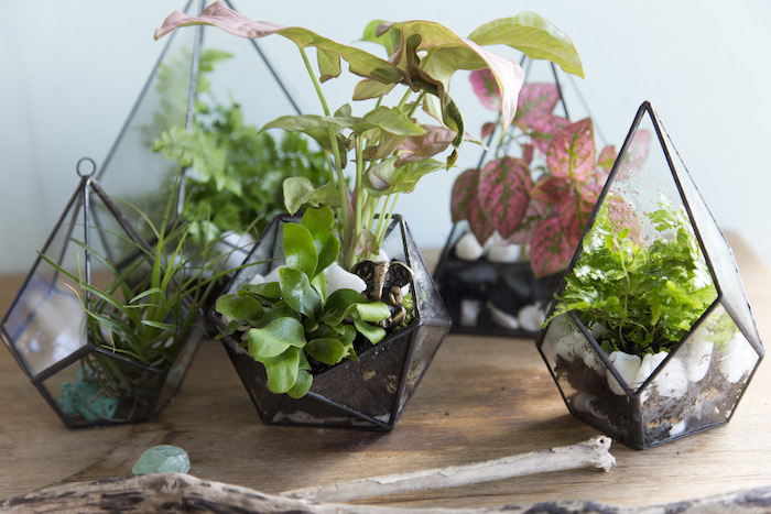 five diamond-shaped planters, or glass terrariums, with black details, holding air ferns and other plants, with dirt and stones