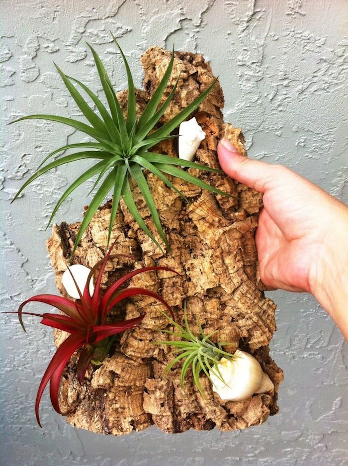 hand holding piece of reclaimed driftwood, with three white shells, and three airplants, in red and green