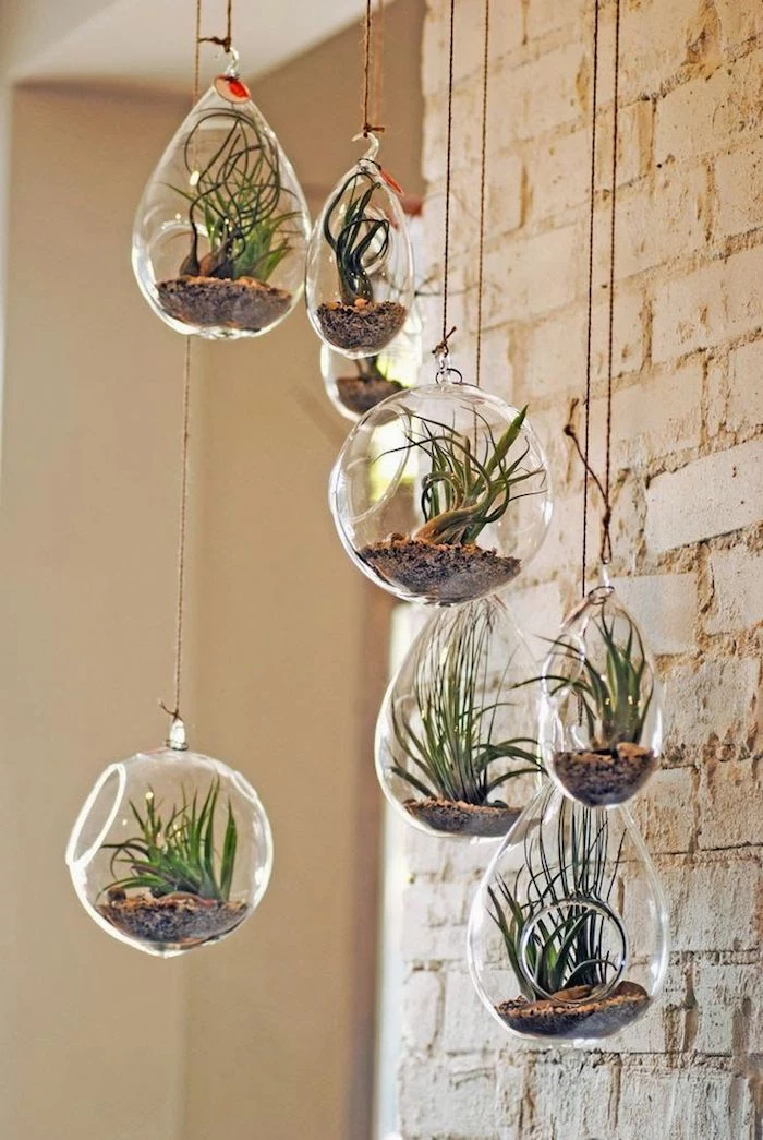 eight round and tear-shaped glass containers, filled with brown pebbles, and green air plants, hanging terrarium idea