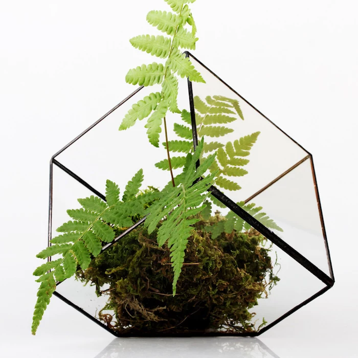 dark brownish green moss, and a green air fern, placed inside a gem-shaped, edgy glass terrarium, with black details