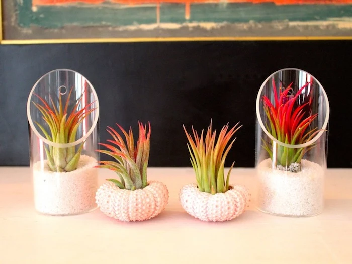 clear plastic planters, and two white shells used as planters, all containing green airplants, with reddish leaf tips