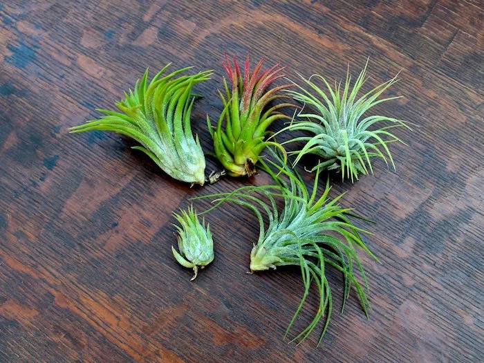 dark wooden surface, with five light green air plants, one has pinkish-red leaves, tillandsia care advice