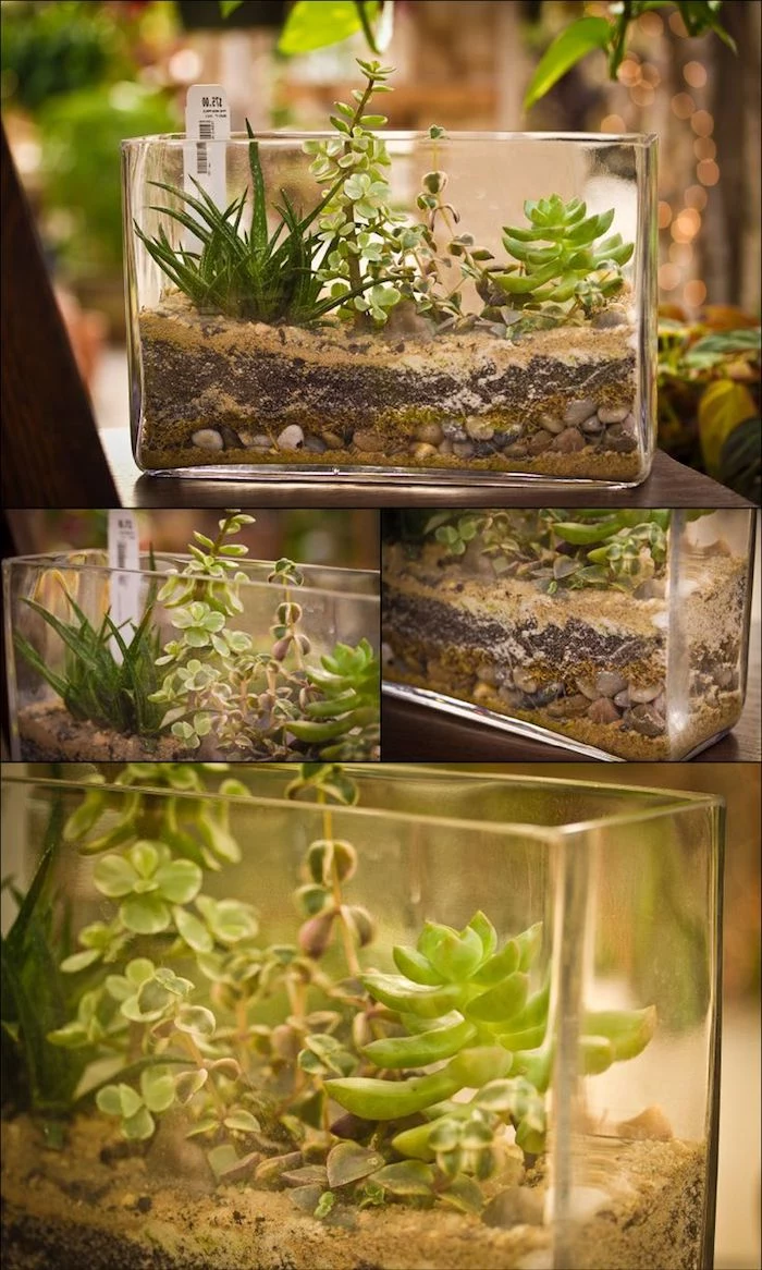 collage with four images, all showing rectangular aquariums, filled with pebbles and dirt, and containing airplants of different varieties