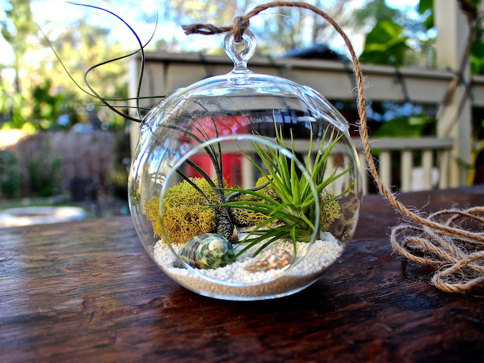 yellowish-green dry moss, seashells and fine, light beige sand, inside air plant terrarium, made of clear glass, and tied with a rope