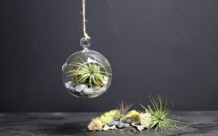 Air Plant Terrariums – Tiny, Exquisite Gardens for Your Home