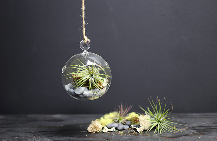 sphere-shaped hanging terrarium, made from clear glass, pale gray stones and air plants, dark gray background