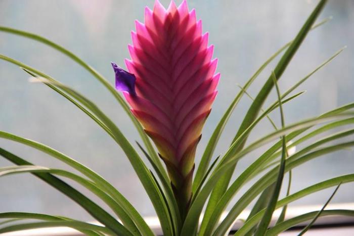 cyclamen pink flower, with a single small purple blossom, tillandsia care, green air plant