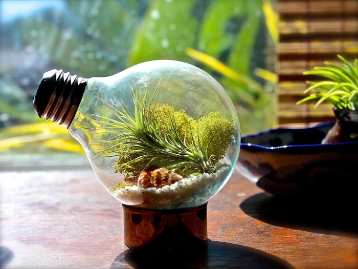 lightbulb turned into an air plant terrarium, placed on a small metal stand, filled with moss, sand and a seashell, a tillandsia plant