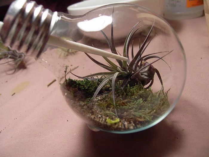 dirt and moss, inside a small lightbulb, containing tiny airplants, micro glass terrarium idea