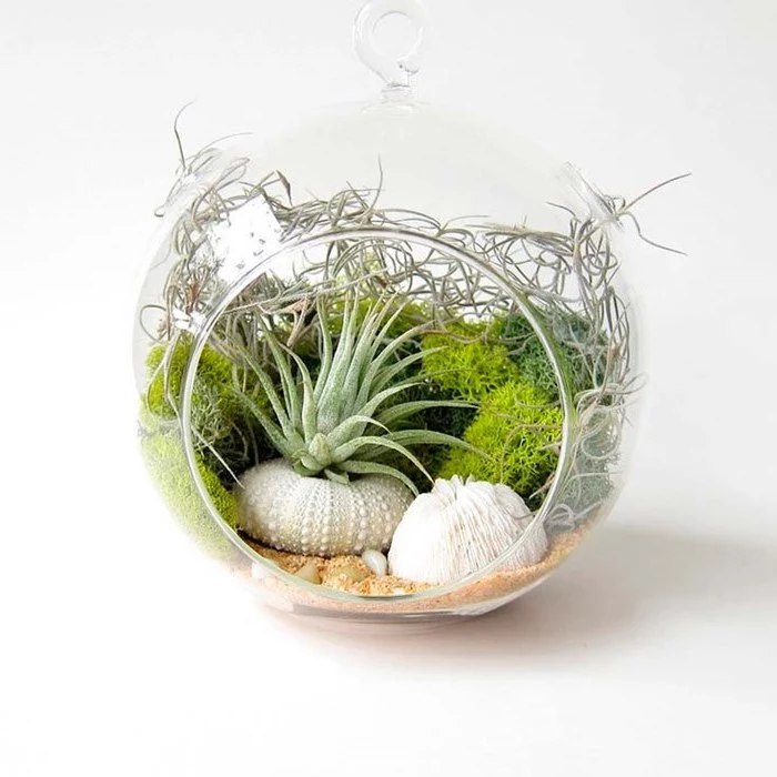 tillandsia and pale green moss, inside a round glass terrarium, with beige sand, and assorted white shells