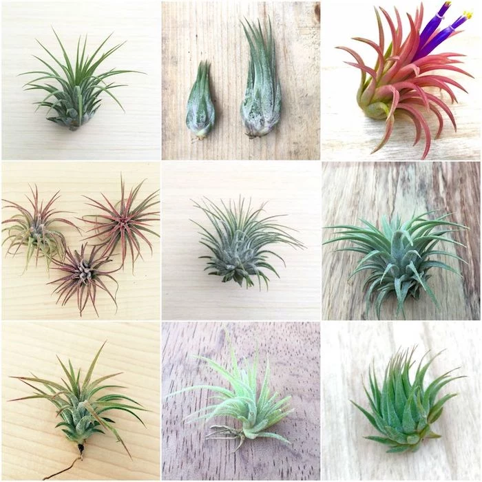 xerographica and other tillandsia varieties, in light and dark green, with reddish and pink hues, and purple blossoms, in nine pictures