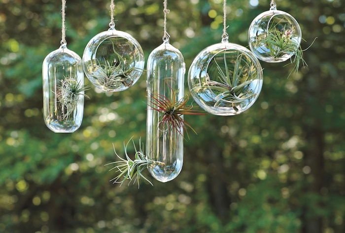 transparent oval and round glass containers, hanging terrarium style, with green and reddish tillandsias, hung outside near trees