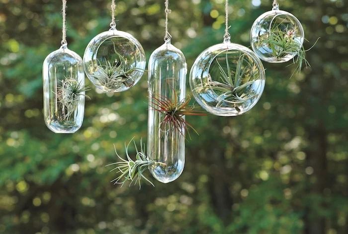 transparent oval and round glass containers, hanging terrarium style, with green and reddish tillandsias, hung outside near trees