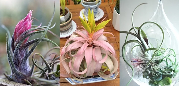 purple and pastel pink leaves, on light and dark green tillandsias, xerographica and other kinds