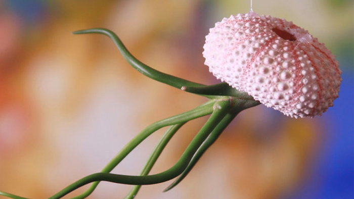 hanging air plants, pink textured shell, used as a planter, hanging on thin clear string, and containing a green plant