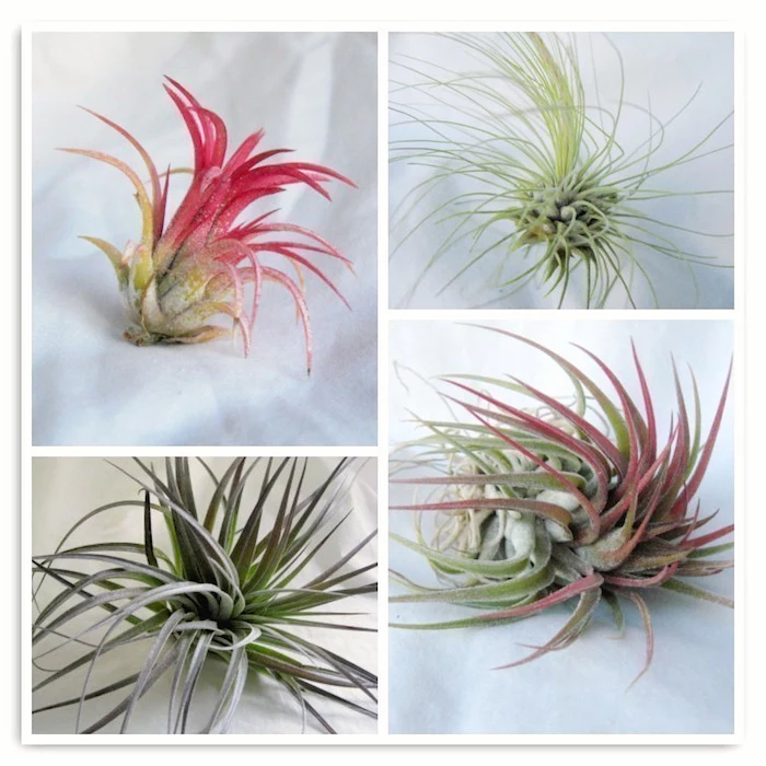 four different kinds of airplants, pale and dark green leaves, with pink tips, on white background