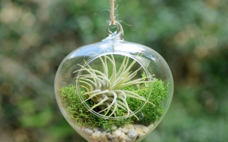 Air Plant Terrariums – Tiny, Exquisite Gardens for Your Home