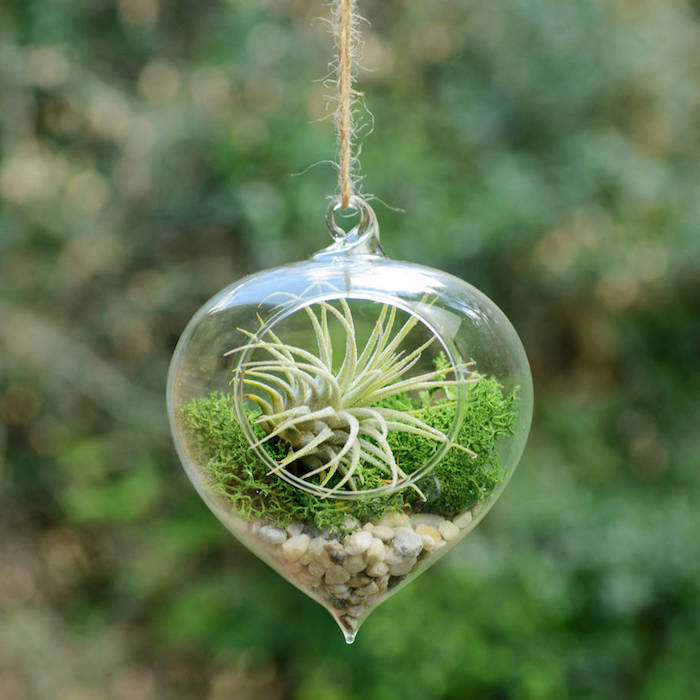pebbles and moss, with light green tillandsia, hanging air plants, pointy glass container, hung in the open, on beige thread 