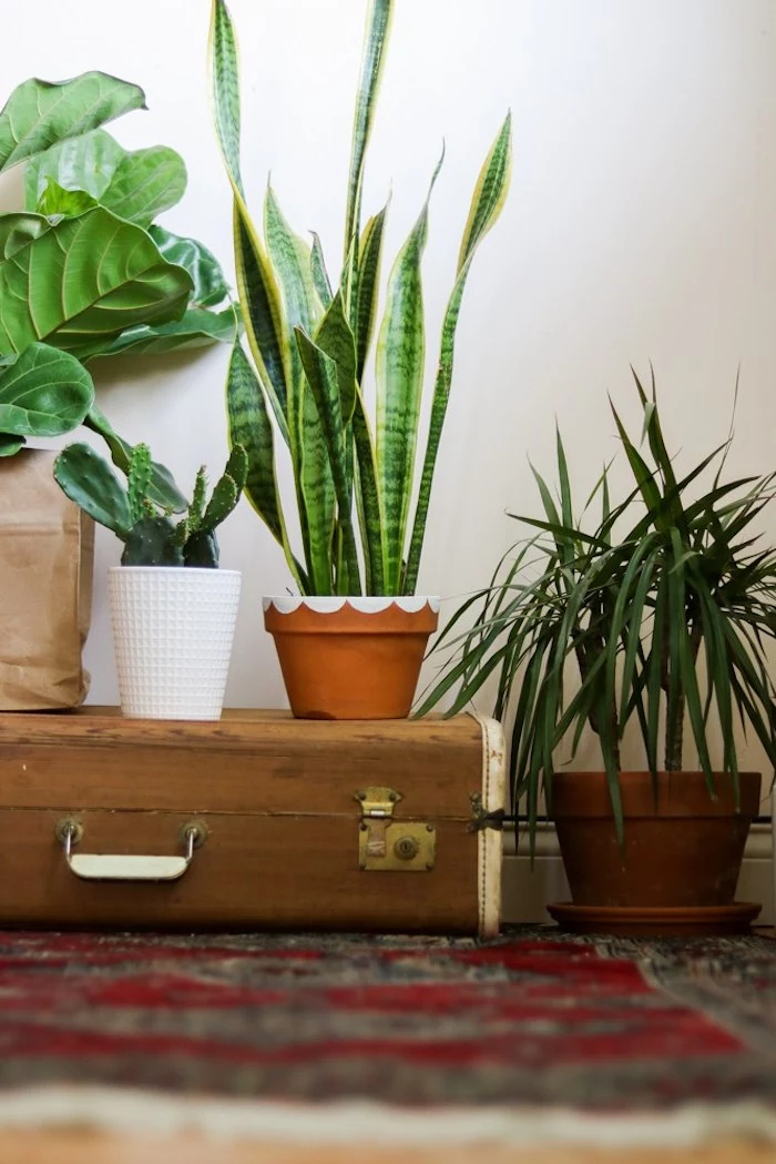 four different indoor plants, inside hand-decorated pots, in brown and beige and white, good mothers day gifts, vintage suitcase and oriental rug